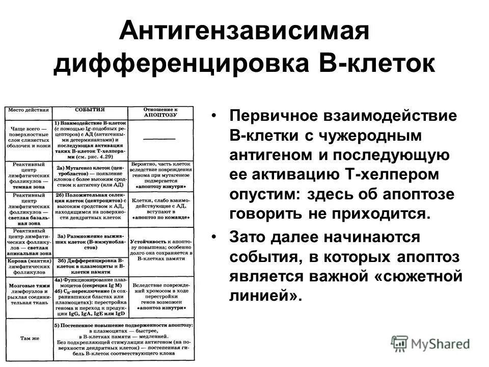 Антигензависимая пролиферация и дифференцировка. Антигензависимая пролиферация и дифференцировка