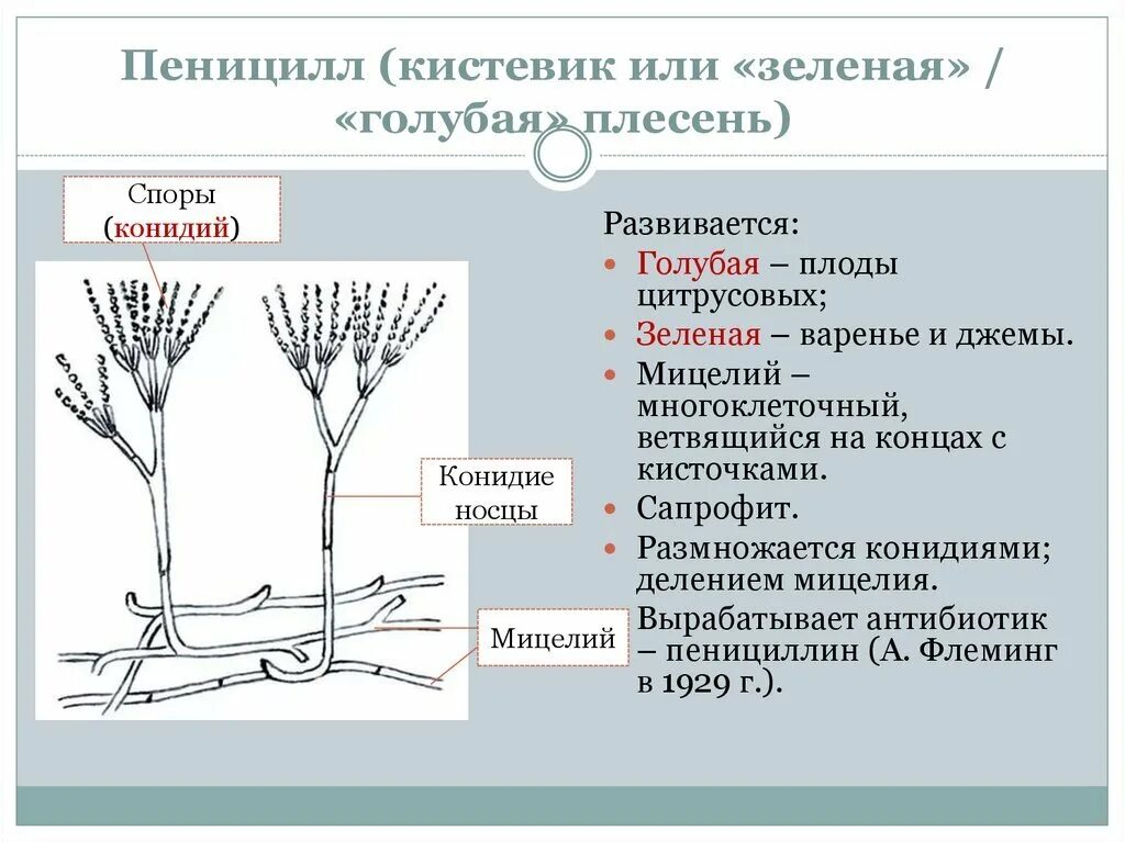 Что представляет собой пеницилл. Плесневые грибы пенициллин. строение пенициллина плесневого гриба. пеницилл кистевик. пенициллин строение гриба.