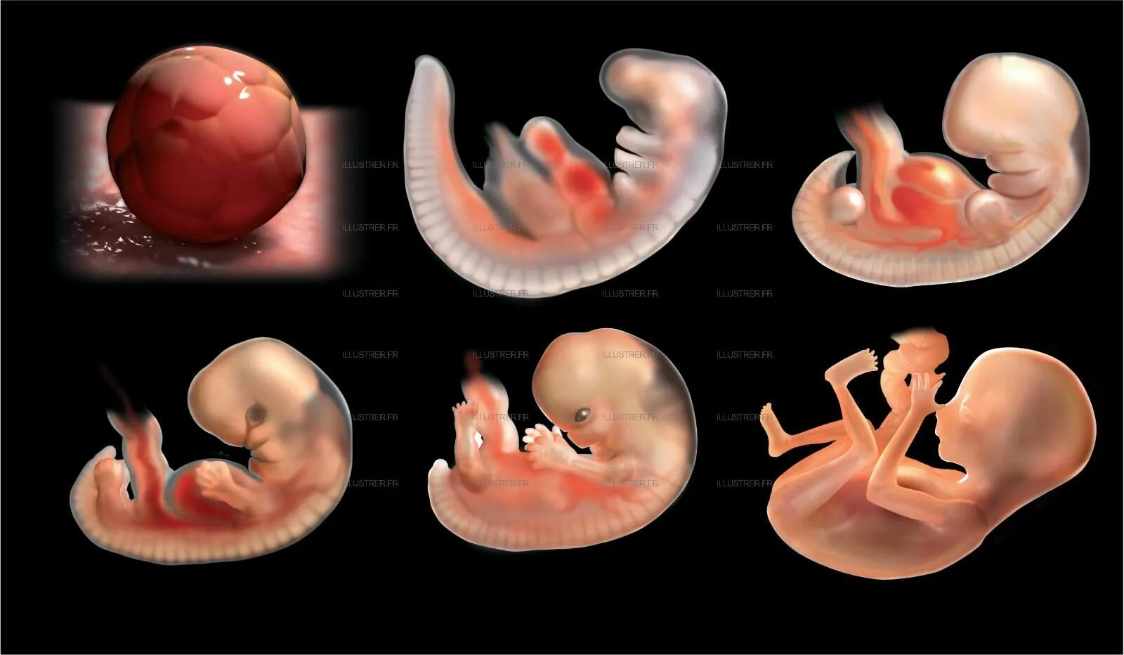 Видео 3 недели. Зародыш человека по неделям. Стадии человеческого эмбриона. Стадии развития эмбриона человека.
