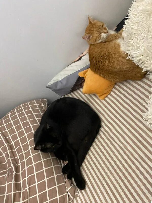 друзья кота коржика