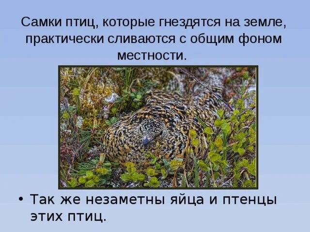 Возникновение покровительственной окраски у куропатки можно объяснить