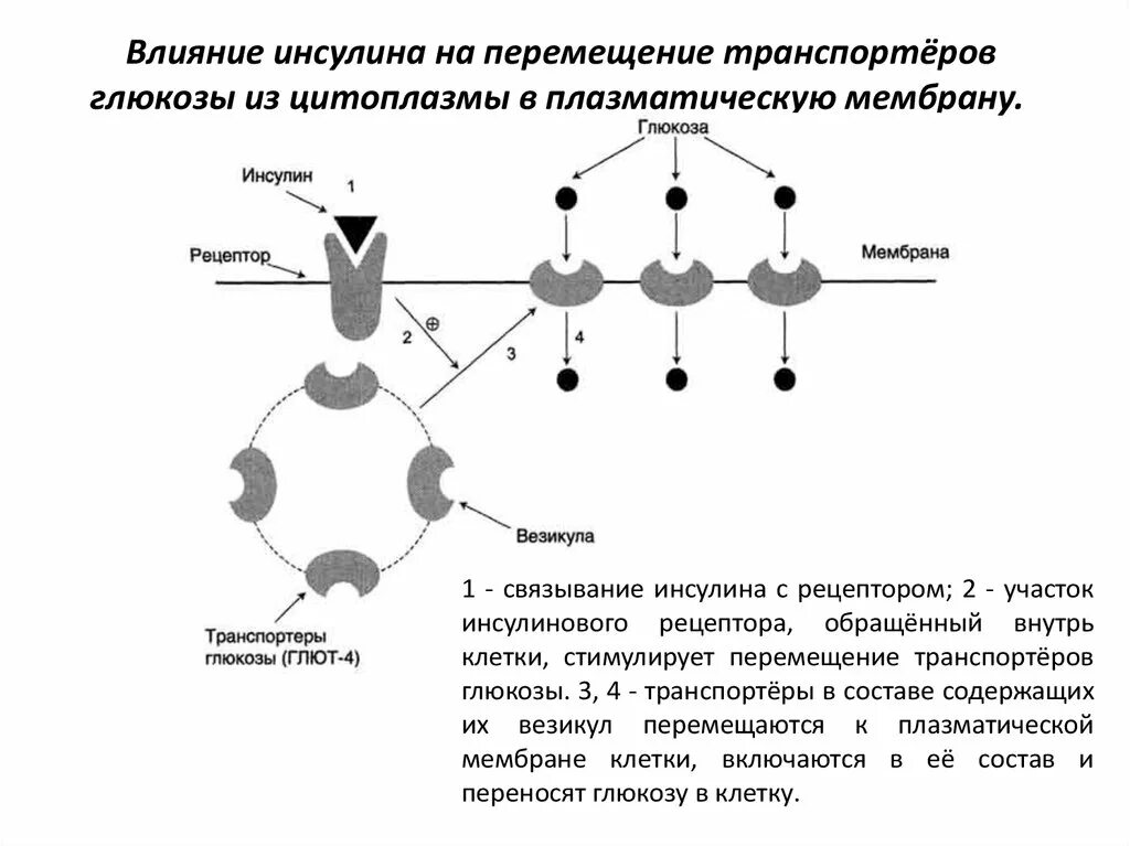 Влияние инсулина на перемещение транспортеров Глюкозы. Механизм транспорта Глюкозы в клетку. Транспорт Глюкозы в клетку схема. Влияние инсулина на транспорт Глюкозы.