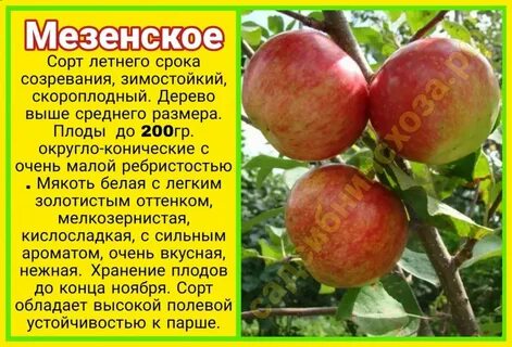 Яблоня сроки созревания