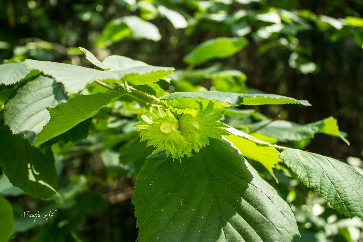 лещина обыкновенная corylus avellana l. лесной орех лещина. орешник в каких лесах. ольха кустарник. лесной орех лещина.