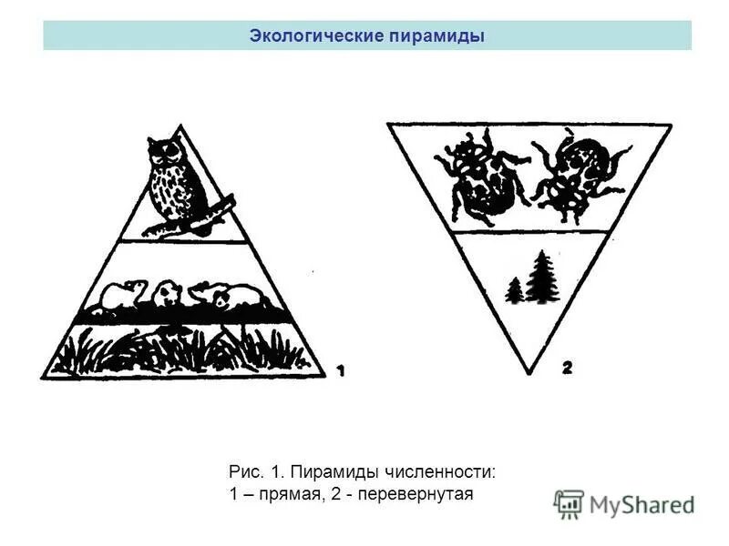 Экологическая пирамида биоценоза. Экологическая пирамида биомассы. Экологические пирамиды численности биомассы энергии. Перевернутая экологическая пирамида численности. Экологическая пирамида биомассы Перевернутая.