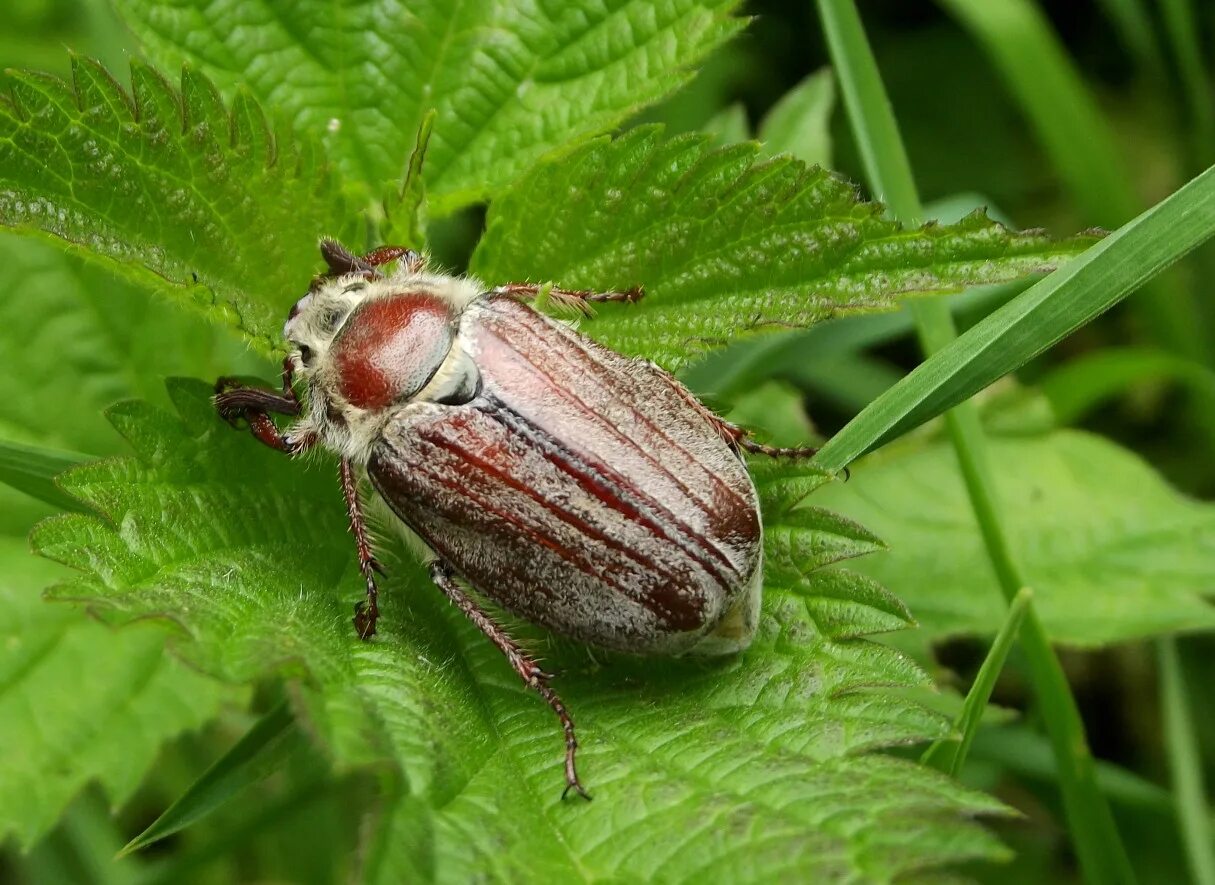 К какому типу относится майский жук. К какому типу относится майский жук. К какому типу относится майский жук. К какому типу относится майский жук. Внешнее строение майского жука покров.