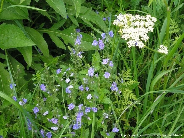 Синие - Подробно о травах средней полосы России - ПриродаДар.RU Plants, Garden