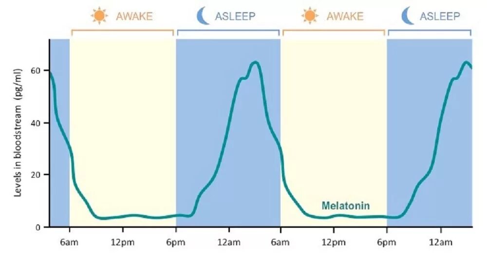 Влияние светового дня на человека. Мелатонин. График выработки мелатонина. Мелатонин гормон сна. График выработки гормонов.