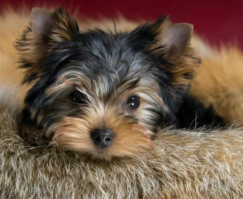 йоркширский терьер беларусь. йоркширский терьер мини. терьер йоркширский малошерстный. йоркширский терьер мини. ешкорский терьер.