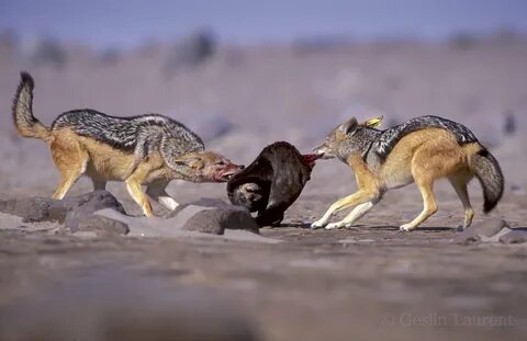 Black backed jackal (Canis mesomelas)