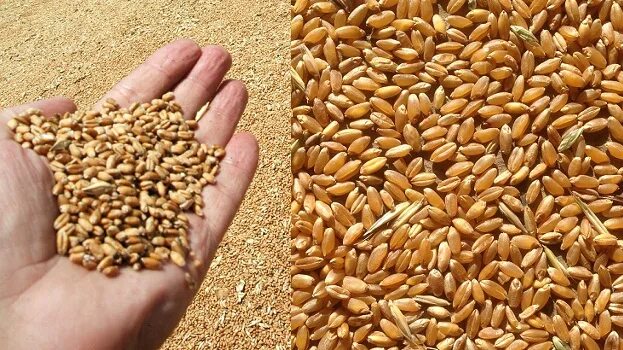 Пшеница зерно Россия. Кукуруза, пшеница отгрузки. Grain Rus товары.
