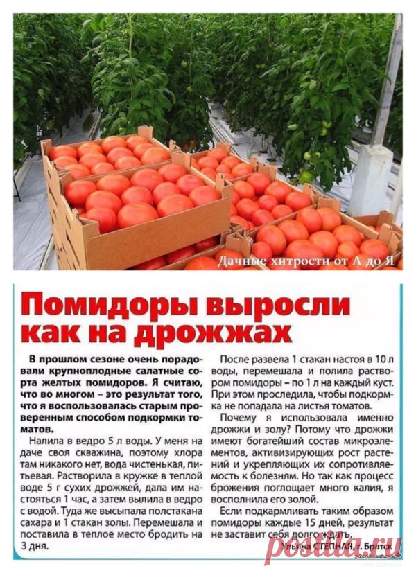 Дача сад огород советы