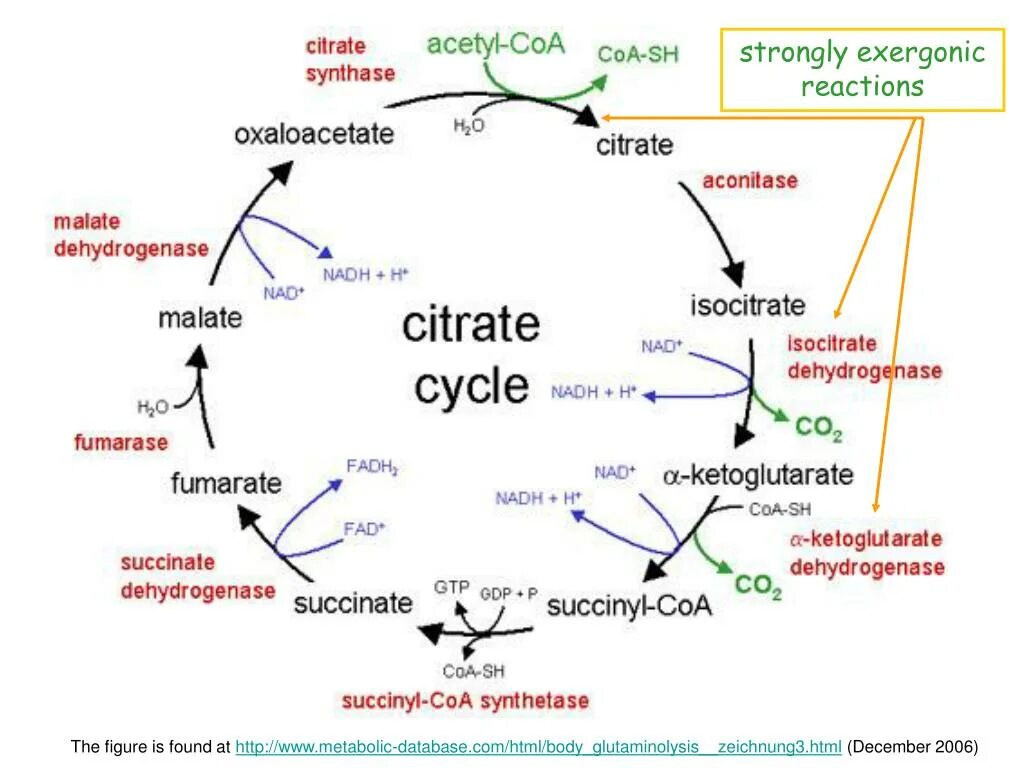 Цитратный цикл Кребса. Цикл трикарбоновых кислот. Citric acid Ccycle. Krebs Cycle Biochemistry. Цитратный цикл