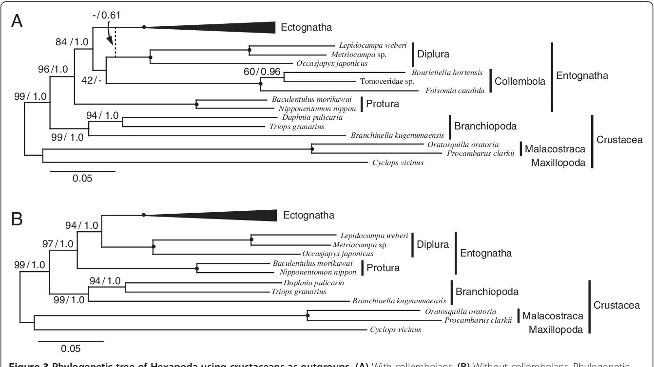 Phylogenetic analysis. Филогенетика ПЦР\. Методы бутстреп филогенетика деревья. Филогенетика глобулина. Paup phylogenetic Analysis.