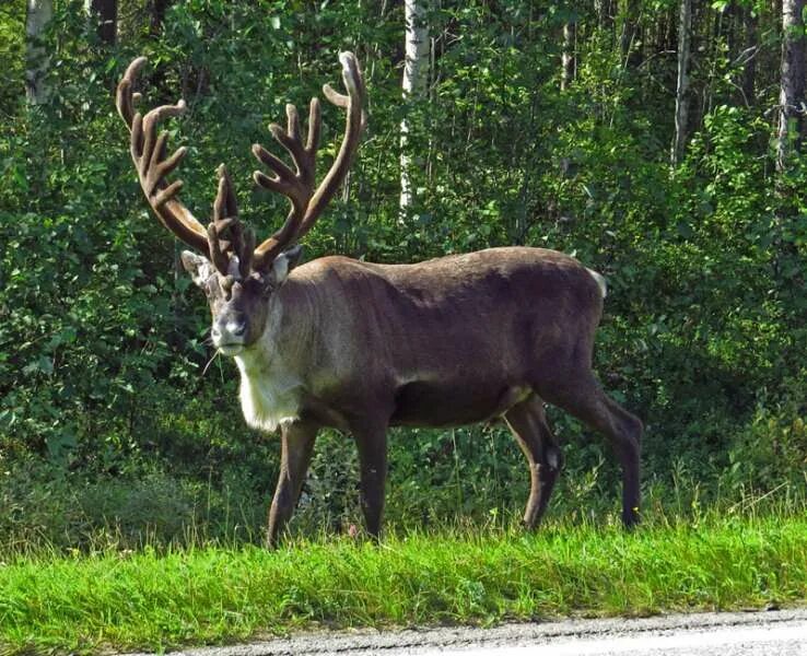 Сетон-томпсон по следам оленя иллюстрации. По следам оленя сетон-томпсон. По следам оленя. По следам оленя сетон-томпсон. По следам оленя сетон-томпсон.