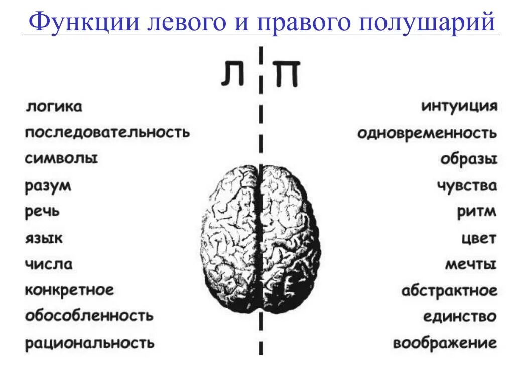 За какие функции отвечает правое полушарие головного мозга. За что отвечает левое и правое полушарие головного мозга. Функции правого полушария головного мозга. Функции правого полушария головного мозга схема.