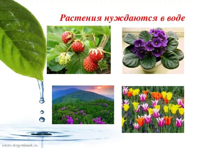 Какое охраняемое