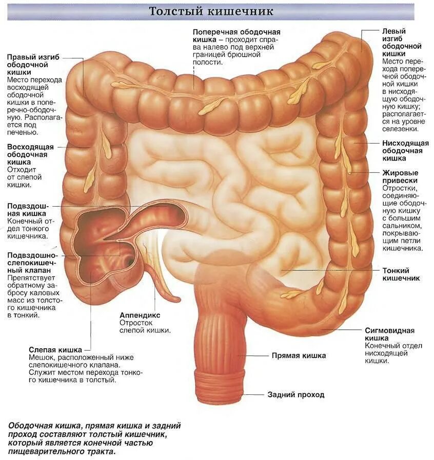 Тонкий и толстый кишечник анатомия. Анатомические структуры Толстого кишечника:. Толстый кишечник строение анатомия. Тонкий и толстый кишечник анатомия строение. Где находится сигма