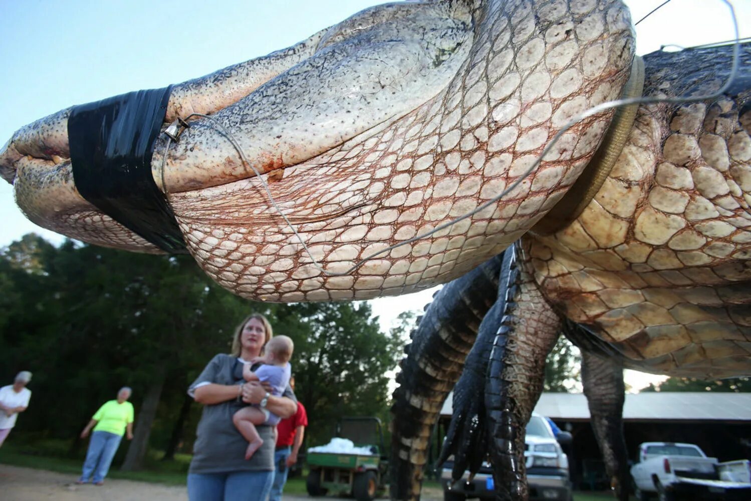 10 самых больших животных. Giant Alligator. Самый огромный Аллигатор. Самые большие Аллигаторы.