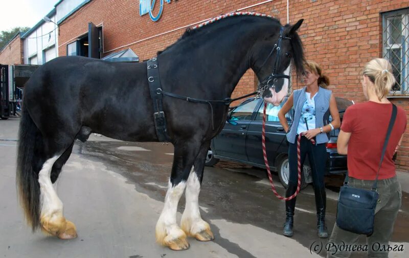 Poe the Clydesdale, 20.2 hands ( 6ft 10 in)! Big horses, Beautiful horses, Clyde