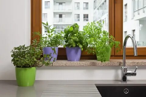 Цветы на кухню на подоконник