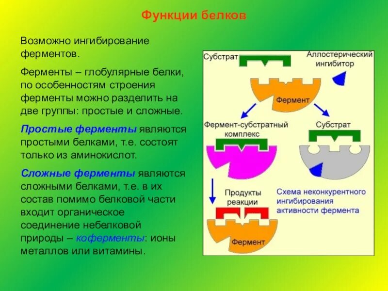 Функции белкового фермента. Функции белков ферментов. Структура ферментов. Белки ферменты. Ферментами называют белки