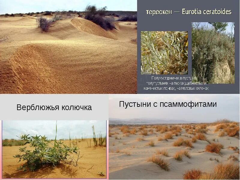 Урок 8 класс пустыни и полупустыни. Полупустыни и пустыни рельеф почвы. Почвы полупустынь в России. Полупустыни и пустыни русской равнины. Бурые почвы полупустынь.