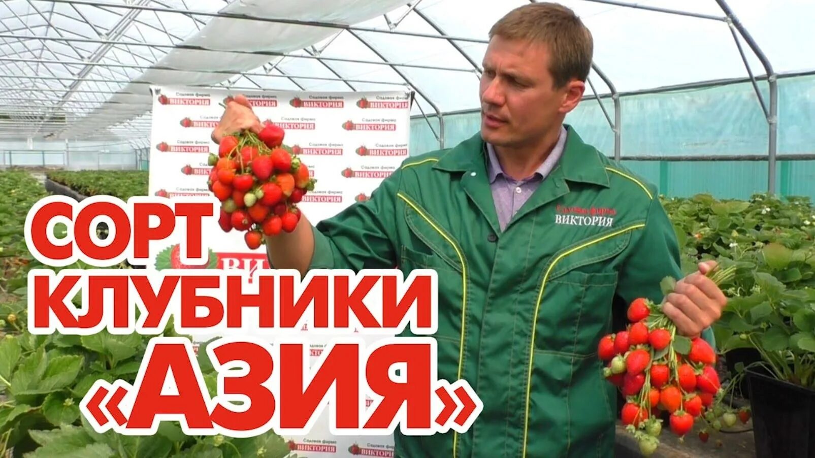 Каталог сад виктории. Каталог сад виктории. Каталог сад виктории. Каталог сад виктории. Каталог сад виктории.