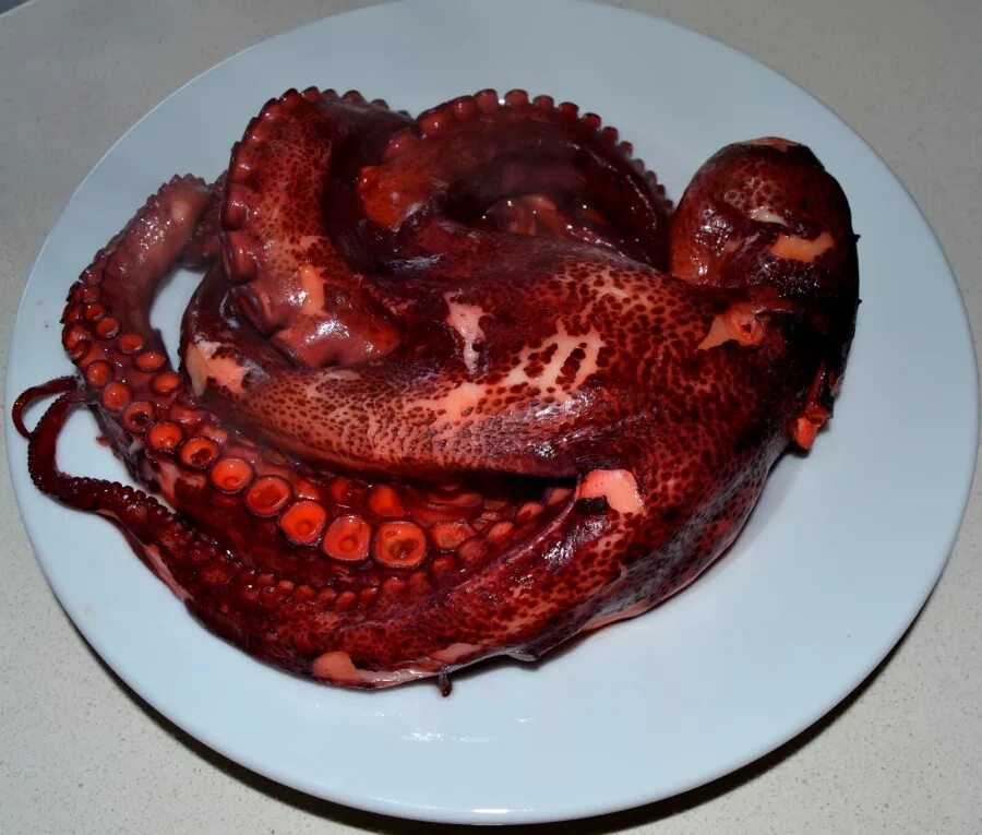 Мясо осьминога. Жареный осьминог. Жареные щупальца осьминога. Осьминог на тарелке. Осьминог приготовленный.