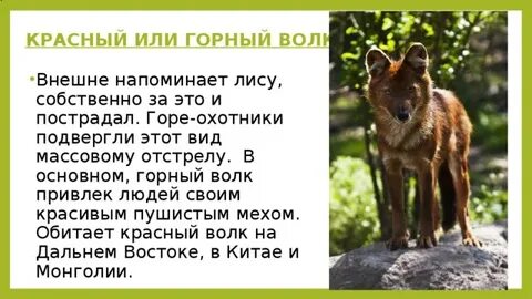 Занесен ли волк в красную книгу