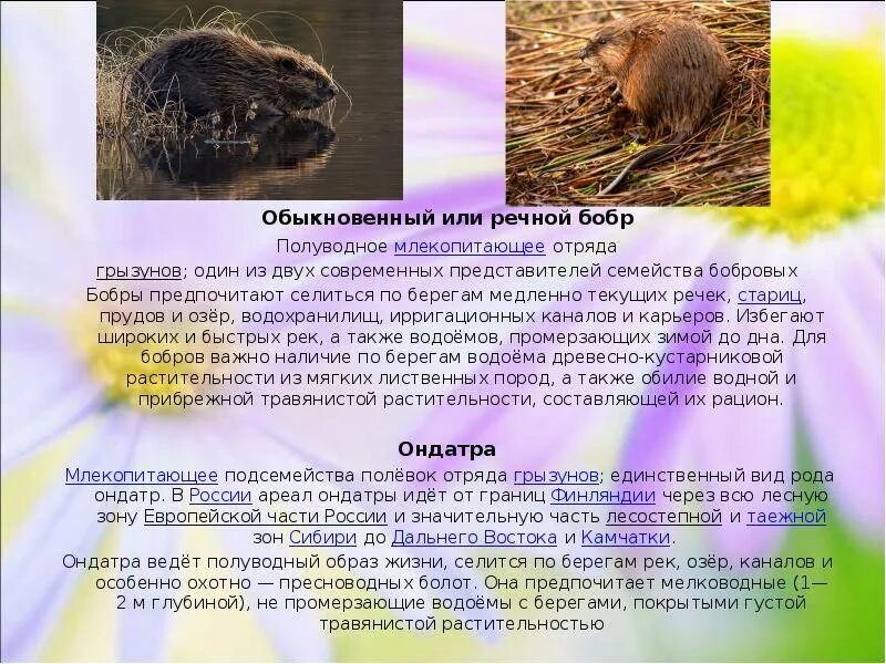 Важная информация для сообщения о бобрах. Важная информация для сообщения о бобрах