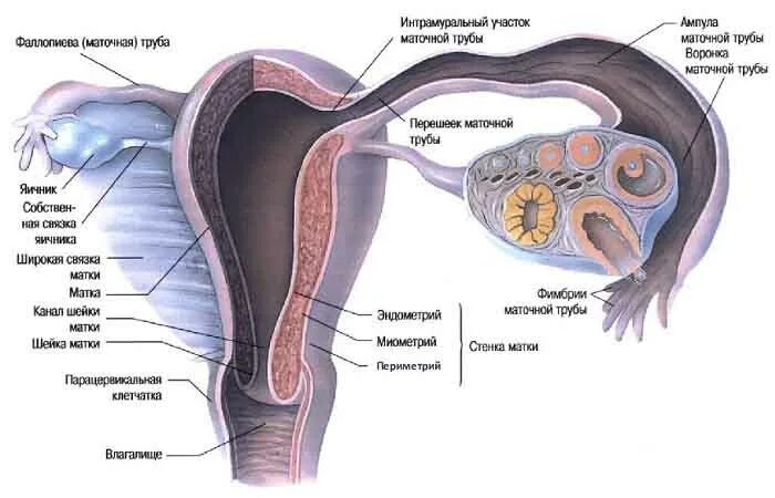 Строение маточной трубы. Яичники: анатомия и строение. Маточные трубы строение. Маточные трубы строение. Маточные трубы расположение строение функции.