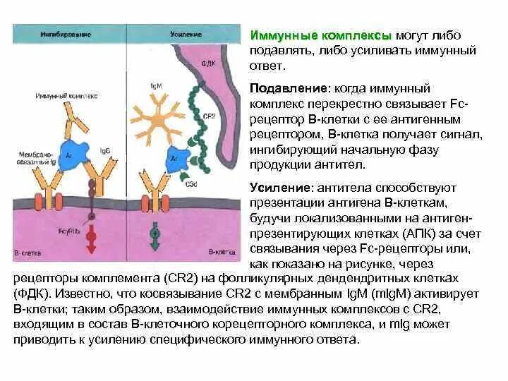 Тимофеев иммунный. Иммунный комплекс. Механизм образования иммунных комплексов.. Большой иммунный комплекс это. Состав иммунного комплекса.