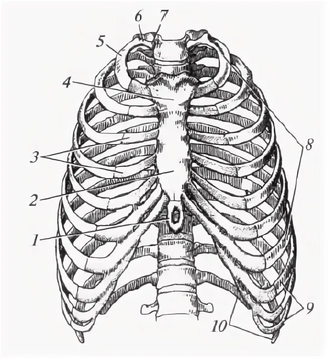 Между 6 и 7 ребром. Скелет грудной клетки мечевидный отросток. Скелет грудной клетки вид спереди. Скелет человека грудная клетка мечевидный отросток. Рукоятка грудины мечевидный отросток.