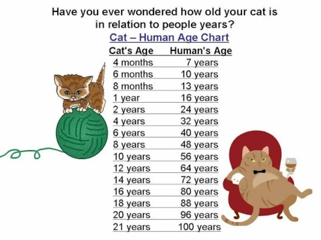 8 лет коту сколько человеческих. Таблица возраста кошек. Кошачьи года по человеческим меркам. 7 Кошачьих лет по человеческим меркам. Возраст кошки в человеческих годах.