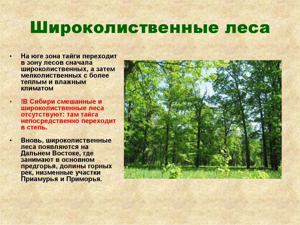 Особенности природной зоны смешанные и широколиственные леса. Зона широколиственных лесов 4 класс. Зона смешанных лесов и широколиственных лесов Тайга. Зона широколиственных лесов 4 класс окружающий мир. Леса России презентация.