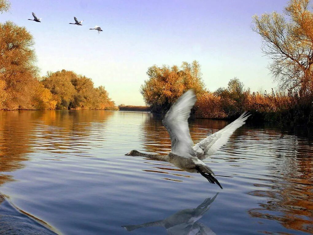 Блок золотистою долиной. Осень птицы улетают. Птицы осенью. Птицы улетают на Юг. Птицы над рекой.