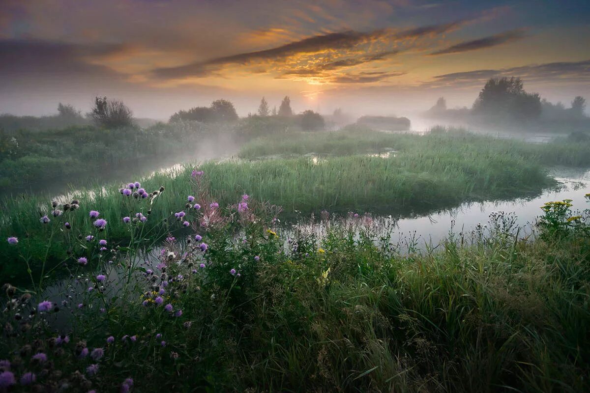 Раннее утро на природе. Летнее утро. Утренний туман. Утренняя природа. Раннее летнее утро.