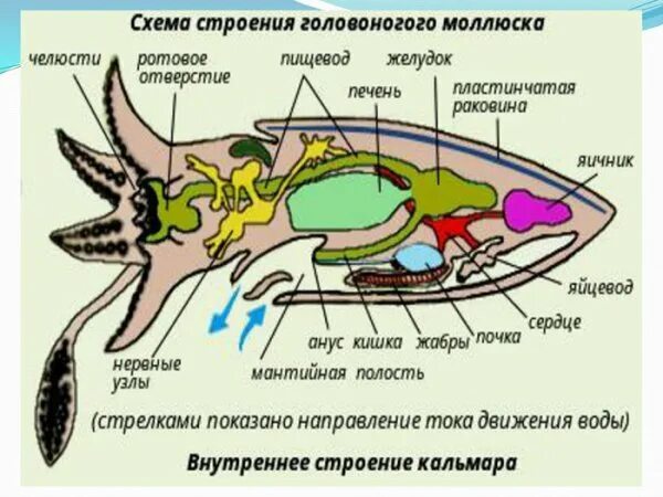 Какой тип характерен для каракатицы. Строение головоногих моллюсков. Питание строение головоногих моллюсков. Кровеносная система головоногих. Головоногие моллюски внутреннее строение.