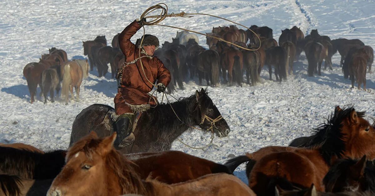 Основные занятия бурят. Чабанская стоянка Тыва. Тыва тувинцы. Кочевка Чабан Тыва. Алтайцы скотоводство.