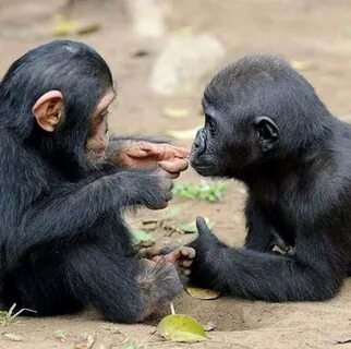 Новорожденные Детеныши обезьян Смотреть 27 фото бесплатно