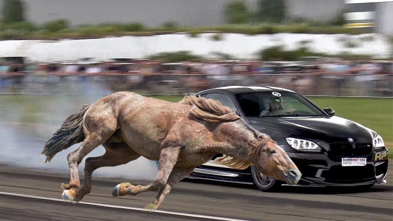 Покажи как гоняют. Лошадь и автомобиль. Машина с лошадью. Лошадь против машины.