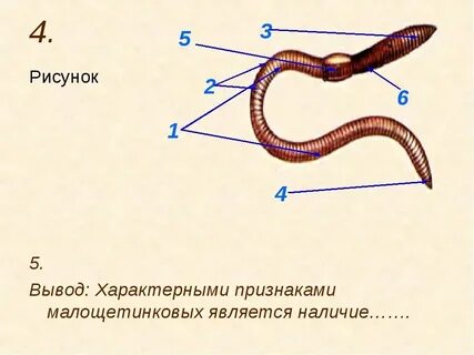 Дождевые черви функциональная грамотность 3 класс презентация