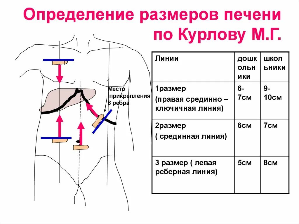 Нормы печени у взрослого мужчины. Перкуссия печени по методу м.г. Курлова. Перкуссия печени курлову. Границы печени по курлову в норме перкуссия. Печень по курлову у детей норма.