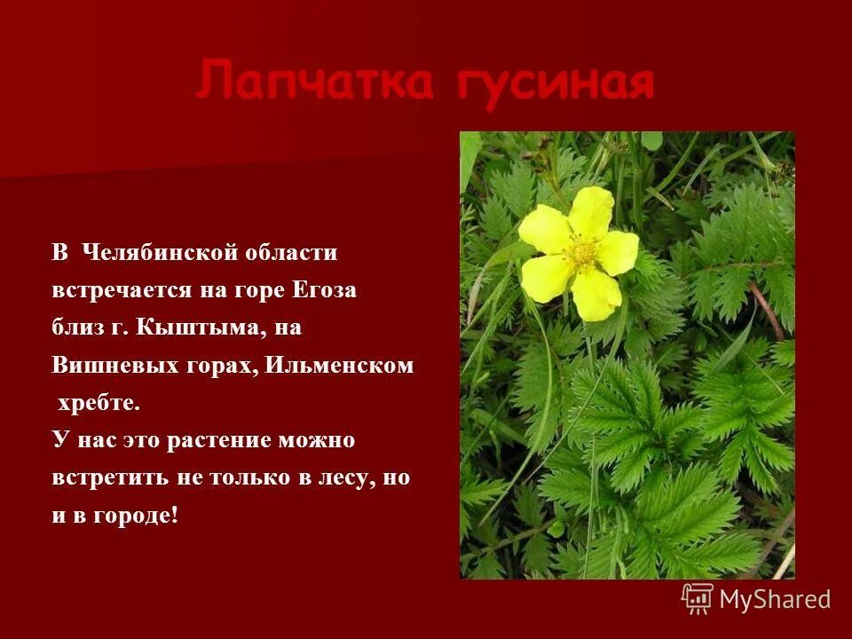 Растения красной книги урала