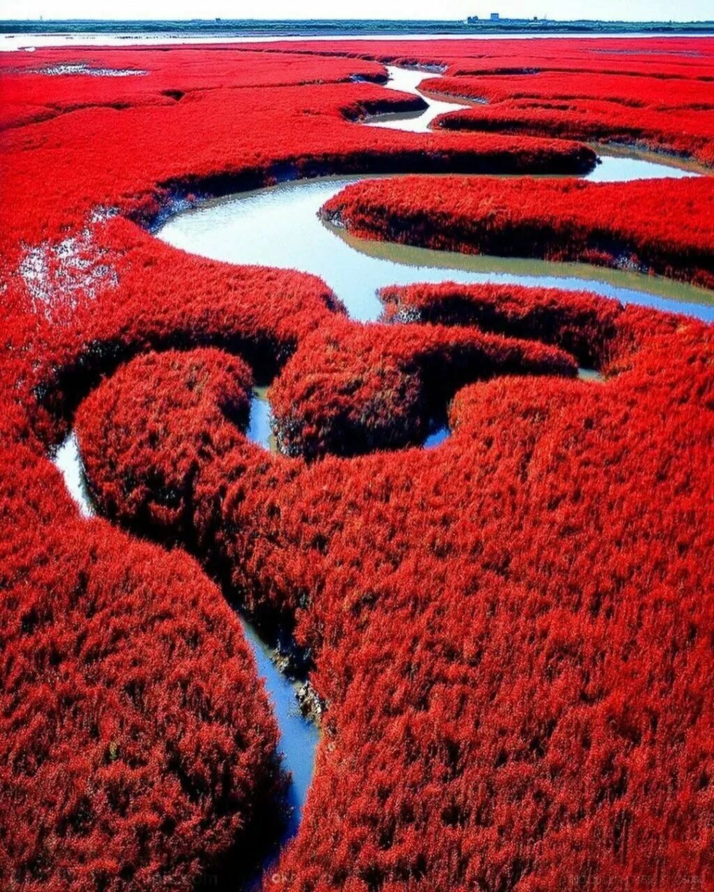 Красный пляж Паньцзинь. Красный пляж панцирь Китай. Красный пляж Шуантай-Хэкоу. Красный берег Паньцзинь, Китай.