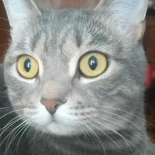 Кошка полночь