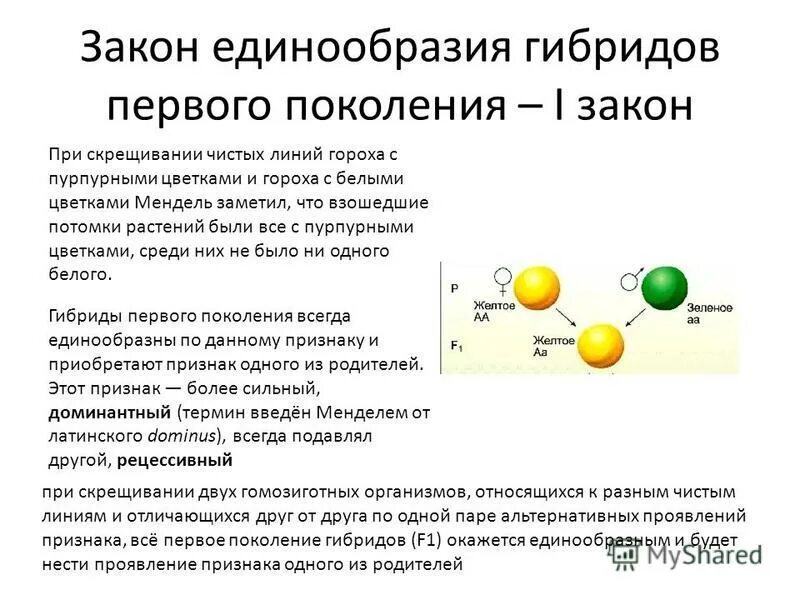 В каких случаях при скрещивании чистых линий. Единообразие гибридов 1 поколения Мендель. Закон единообразия гибридов первого поколения. Закон Единообразме гибридрв 1поколении. Первый закон Менделя закон единообразия первого поколения это.