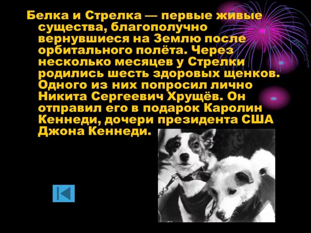 Первое живое существо полетевшее в космос. Белка и стрелка в космосе рассказ для детей. Презентация про белку и стрелку. Информация о белки и стрелки. Животные в космосе презентация.