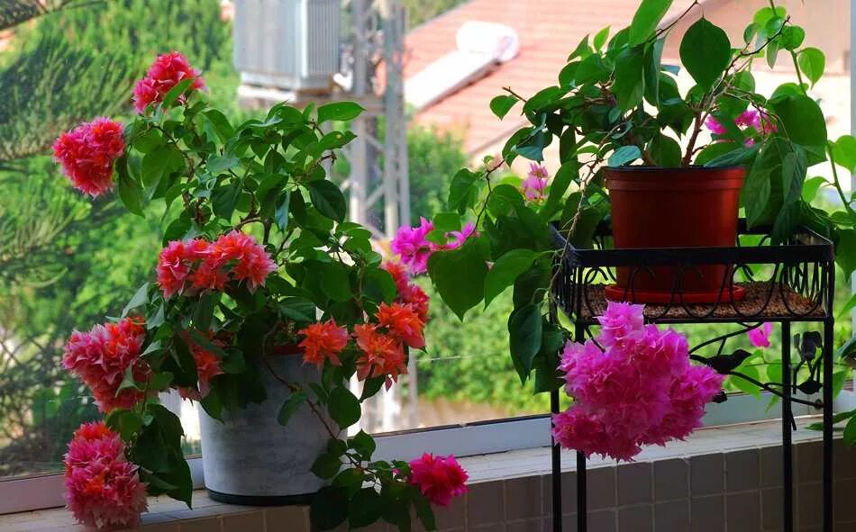 Цветы которые любят солнце и жару. Цветы на балконе. Комнатные цветы на балконе. Цветы для Южного окна. Комнатные цветы для Южной стороны окна.